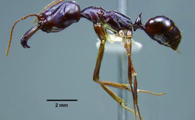 Odontomachus monticola Emery, 1892 高山鋸針蟻