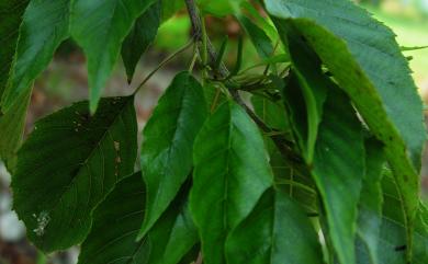 Alnus formosana (Burkill) Makino 臺灣赤楊