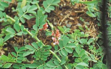 Indigofera spicata 倒卵葉木藍