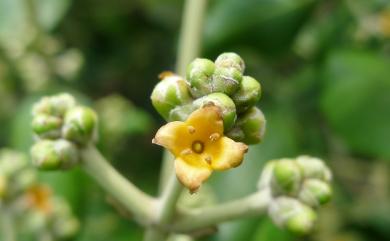 Avicennia marina 海茄冬