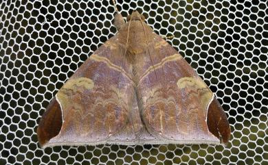 Pindara illibata (Fabricius, 1775) 彩巾裳蛾