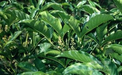 Melicope semecarpifolia (Merr.) T.G. Hartley 山刈葉