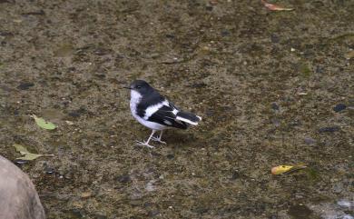 Enicurus scouleri fortis (Hartert, 1910) 小剪尾