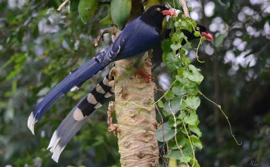 Urocissa caerulea Gould, 1863 臺灣藍鵲