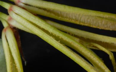 Bulbophyllum ciliisepalum T.C.Hsu & S.W.Chung 毛緣萼豆蘭