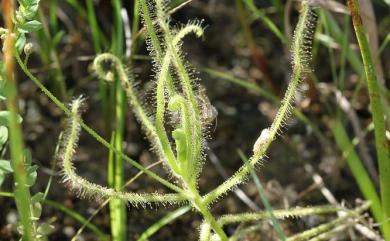 Drosera indica 長葉茅膏菜