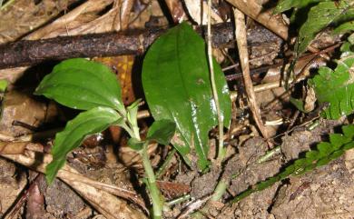 Erythrodes chinensis (Rolfe) Schltr. 小唇蘭