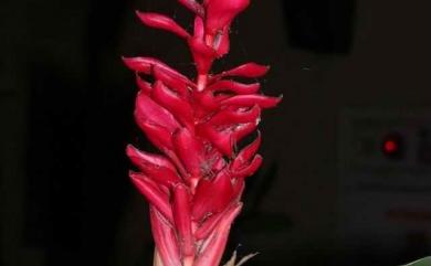 Alpinia purpurata (Vieill.) K.Schum. 紅花月桃