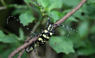 Anoplophora horsfieldi taiwanensis Ohbayashi, 2018 台灣荷菲氏星天牛