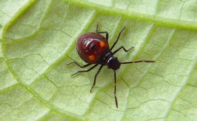 Andrallus spinidens (Febricus, 1787) 黃邊椿象