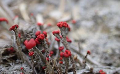 Cladonia floerkeana 紅頭石蕊