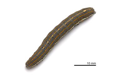 Aedia leucomelas Linnaeus, 1758 基白夜蛾