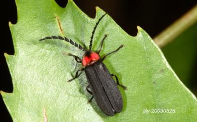 Lucidina vitalisi Pic, 1917 南華鋸角螢