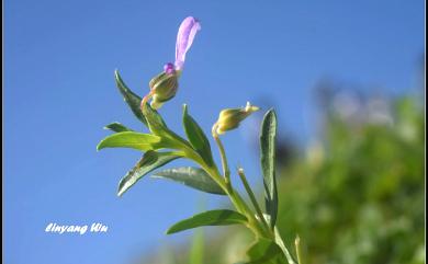 Hybanthus enneaspermus (L.) F. Muell. 鼠鞭草