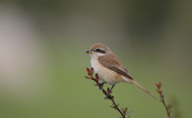 Lanius cristatus lucionensis (Linnaeus, 1766) 紅尾伯勞(普通亞種)