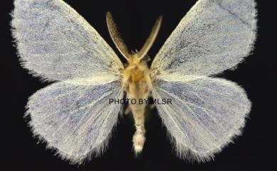 Euproctis simplex Wileman, 1911 乳白毒蛾