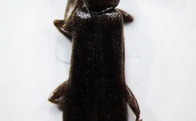 Micropodabrus chujoi (Wittmer, 1972) 中條微雙齒菊虎