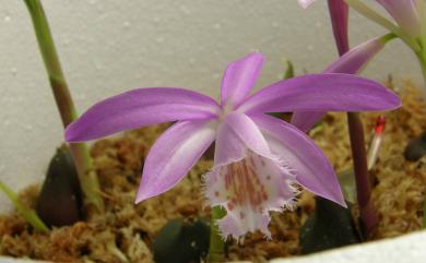 Pleione bulbocodioides (Franch.) Rolfe 臺灣一葉蘭