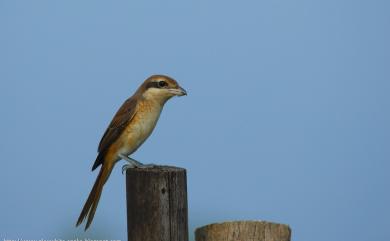 Lanius cristatus lucionensis Linnaeus, 1766 紅尾伯勞