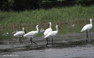 Platalea minor Temminck & Schlegel, 1849 黑面琵鷺