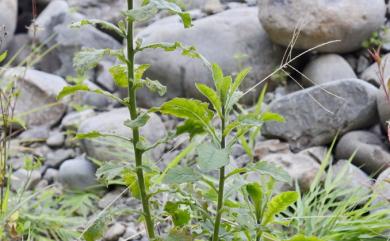 Blumea laciniata DC. 裂葉艾納香