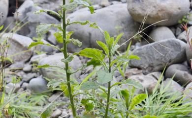 Blumea laciniata 裂葉艾納香