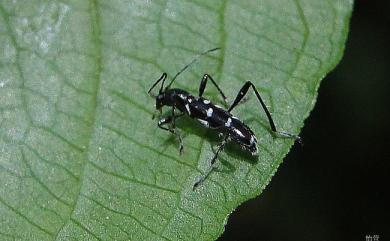 Amamiclytus hirtipes (Matsushita, 1940) 毛腳矮虎天牛