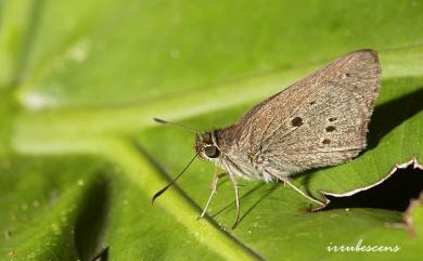 Suastus gremius (Fabricius, 1798) 黑星弄蝶