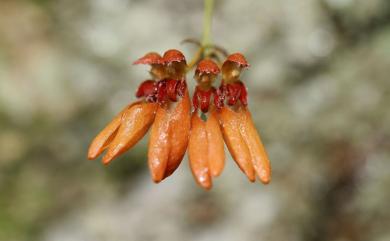 Bulbophyllum albociliatum var. albociliatum 白毛捲瓣蘭