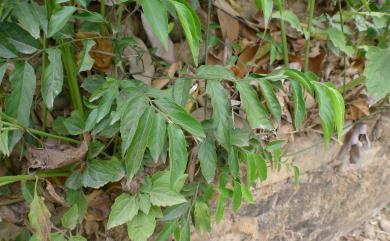 Ventilago leiocarpa 光果翼核木