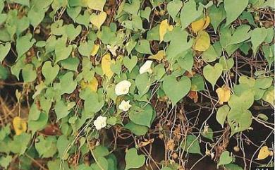 Ipomoea obscura Ker Gawl. 姬牽牛