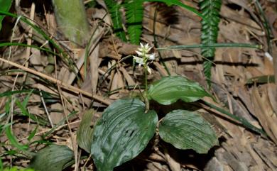 Tropidia angulosa (Lindl.) Blume 相馬氏摺唇蘭