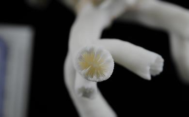 Dendrophyllia arbuscula van der Horst, 1922 叢形樹珊瑚