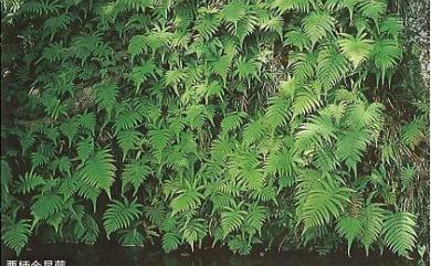 Coryphopteris castanea (Tagawa) Y.H.Chang, Ebihara & L.Y.Kuo 栗柄泛亞金星蕨
