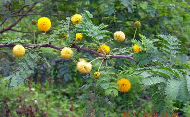 Acacia farnesiana 金合歡