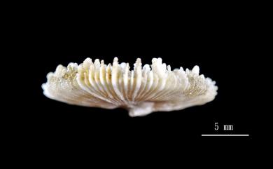 Anthemiphyllia dentata (Alcock, 1902) 齒形花葉珊瑚