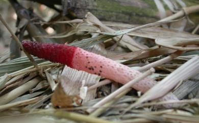 Mutinus bambusinus (Zoll.) Fisch. 竹林蛇頭菌