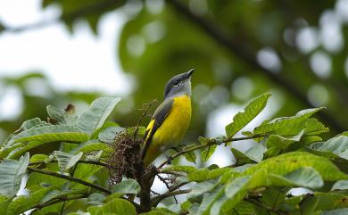 Pericrocotus solaris griseogularis (Gould, 1863) 灰喉山椒