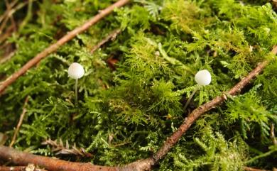 Mycena (Pers.) Roussel 小菇屬