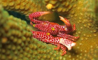 Trapezia rufopunctata (Herbst, 1799) 紅斑梯形蟹