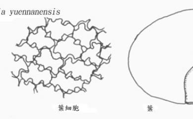 Frullania yuennanensis Steph. 雲南耳葉蘚