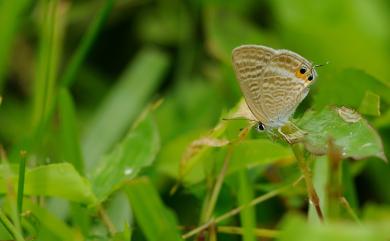 Lampides boeticus (Linnaeus, 1767) 豆波灰蝶