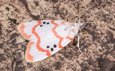 Cyana formosana (Hampson, 1909) 臺雪苔蛾