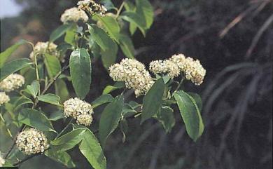 Pourthiaea beauverdiana var. notabilis 臺灣老葉兒樹