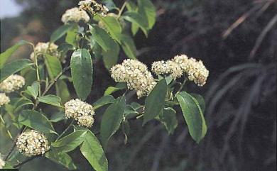 Photinia beauverdiana var. notabilis (C.K.Schneid.) Rehder & E.H.Wilson 臺灣老葉兒樹