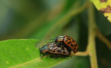 Chrysomela vigintipunctata (Scopoli, 1763) 柳二十斑金花蟲