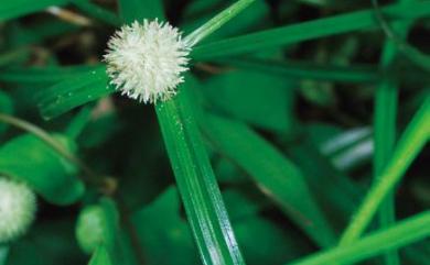 Cyperus brevifolius 短葉水蜈蚣