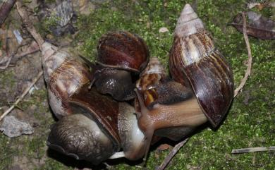 Achatina fulica Bowdich, 1822 非洲大蝸牛