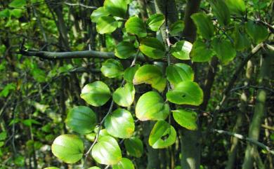Paliurus ramosissimus (Lour.) Poir. 馬甲子