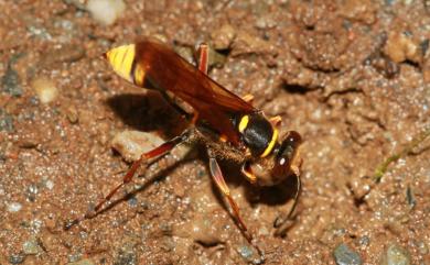 Sceliphron deforme (F. Smith, 1856)